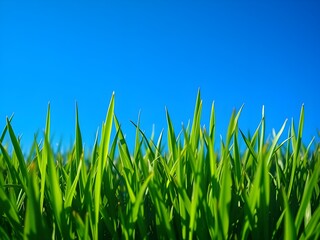 Fototapeta premium Grass and Sky background 