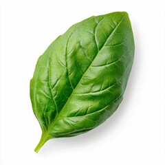 Fresh green basil leaf isolated on a white background with clear details of the leaf structure and texture