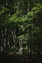 green forest in the morning