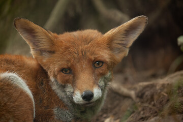 traurig schauender Fuchs.
