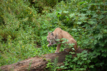 Luchs im Tierpark putzt sich.