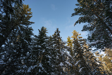 Snow-covered tall pines and fir trees, low angle view. Winter forest, blue sky, sunlight.