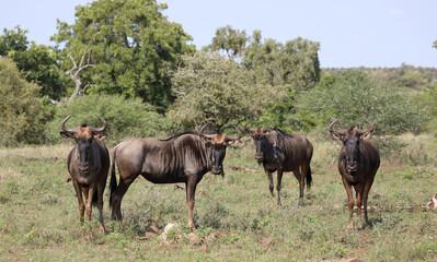 Streifengnu / Blue wildebeest / Connochaetes taurinus