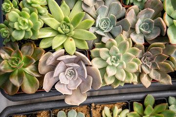 A vibrant and colorful arrangement of Echeveria succulent plants. 