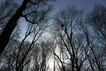 silhouette of a tree