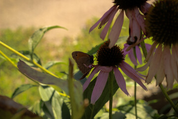 butterfly on a flower