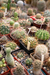 Collection of cactus plants in pots as a background
