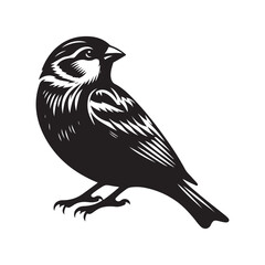 Sparrow bird Silhouette Vector Illustration, Solid White Background.
