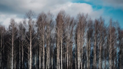 Silhouette of tall leafless birch trees against a dramatic sky with clouds shades of blue and gray with dark tree trunks in foreground