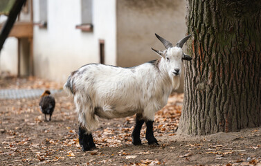 Beautiful Young Goat On An Outdoor Farm