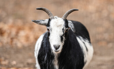 Beautiful Young Goat On An Outdoor Farm