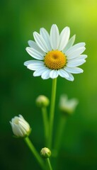 Fototapeta premium Delicate white flowers unfolding on a green stem, chamomile, nature