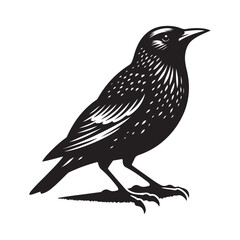 Starling bird Silhouette Vector Illustration, Solid White Background.