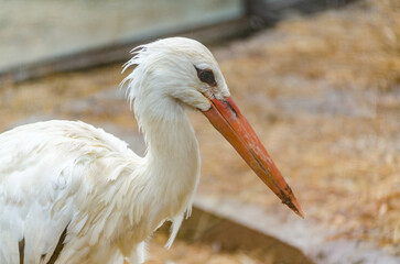Close-up of white stork with long orange beak in blurred natural setting. Feathers appear slightly ruffled, with soft light highlighting details. Calm and serene atmosphere captured from side angle