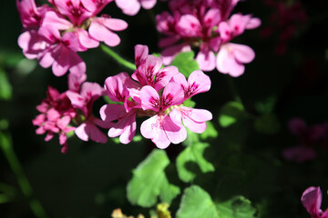 Macro image of pink Regal Geranium blooms, Devon, England
