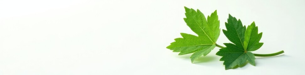 Obraz premium Single vine leaf against a contrasting white background, botanical, contrast, foliage