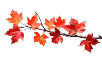 Autumn, red maple leaves