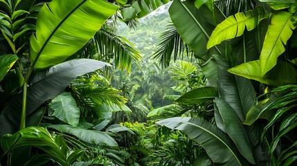 Lush Green Rainforest With Vibrant Foliage and Dark Shadows