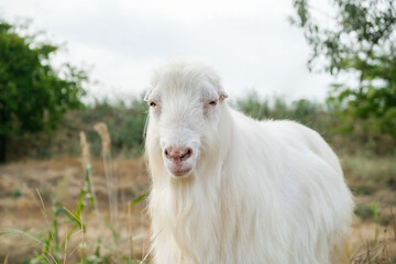 Close up shot of a male white hornless goat in a meadow, looking to the camera, overcast sky in the...