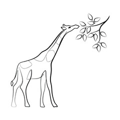 Elegant Giraffe Line Art Eating Leaves from Branch