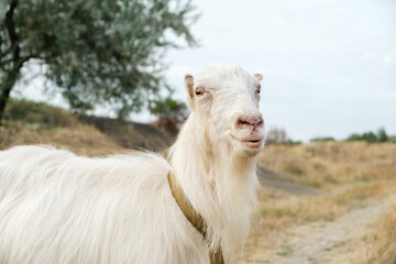 Close up shot of a female white hornless goat in a meadow, looking to the camera, overcast sky in the background.