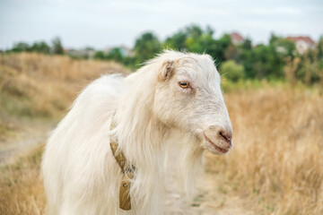 Obraz premium Portrait of a female white hornless goat in a meadow, looking at the camera, overcast sky in the background. Close up.