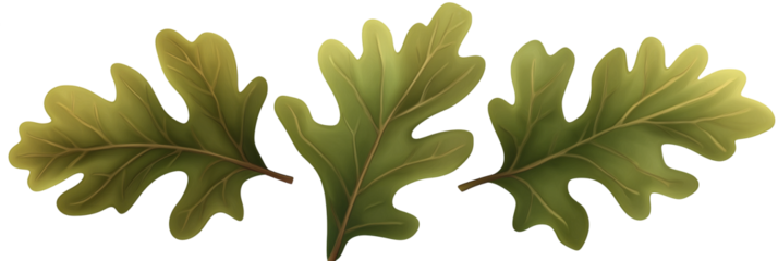 Oak leaves illustration showcasing three distinct green oak leaves with detailed veins and textures, perfect for nature-themed designs, isolated on transparent background, png