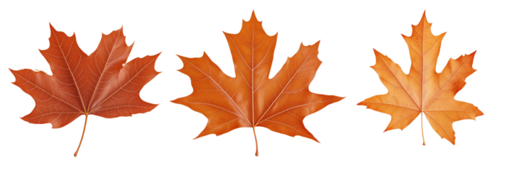 Autumn Maple Leaves Collection, Vibrant Orange Colors, Detailed Veins, Natural Textures, Isolated on White Background, isolated on transparent background, png