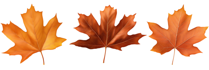 Autumn Maple Leaves Displaying Vibrant Orange Hues and Intricate Veins, isolated on transparent background, png