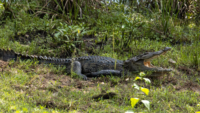 Freshwater crocodile on land with mouth wide open during wildlife safari in Wilpattu National Park Sri Lanka