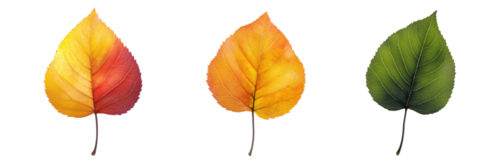 Colorful Autumn Leaves Transitioning from Red to Yellow to Green, Showcasing Seasonal Change and Natural Beauty, isolated on transparent background, png