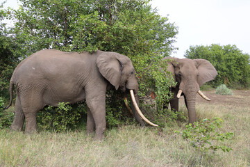 Naklejka premium Afrikanischer Elefant / African elephant / Loxodonta africana