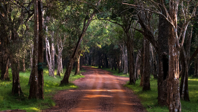 Scenic landscape view of Wilpattu National Park in Sri Lanka for wildlife safaris with dirt track leading through forest trees