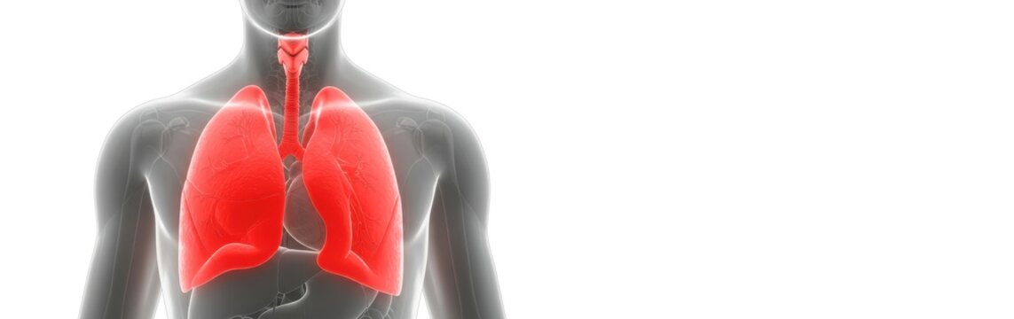 Illustration m&eacute;dicale 3D des poumons humains, mettant en &eacute;vidence le syst&egrave;me respiratoire, la sant&eacute; pulmonaire et la fonction des voies respiratoires dans le corps

