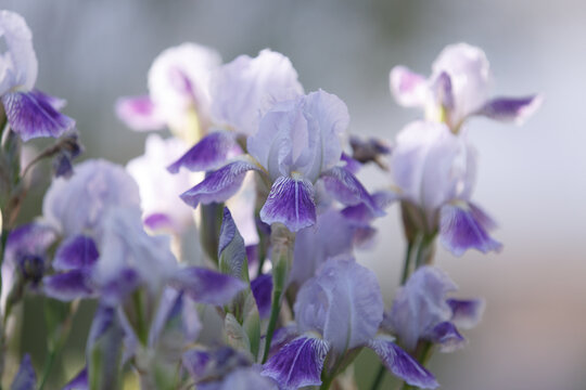 irises. light purple irises close-up. delicate purple fresh flowers on a blurred background