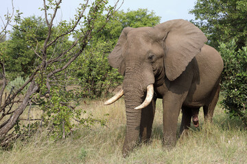 Obraz premium Afrikanischer Elefant / African elephant / Loxodonta africana