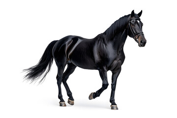 Fototapeta premium A black horse galloping isolated on white background