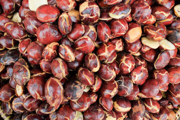 Fresh jengkol with shiny brown shells and firm texture, displayed in its raw state, commonly used in Indonesian cuisine