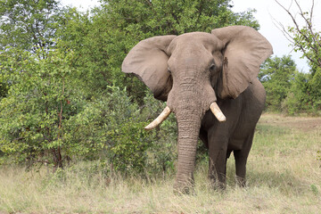 Afrikanischer Elefant / African elephant / Loxodonta africana
