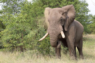 Afrikanischer Elefant / African elephant / Loxodonta africana