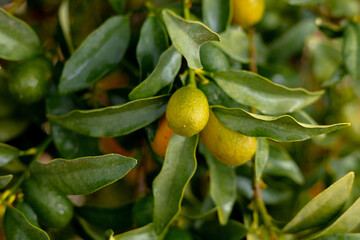Citrus trees bearing fruit in a lush garden during summer season