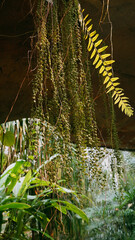 Vines Thriving in a Cave – Lush Greenery in Darkness