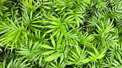 green tropical leaves background, natural eco wallpaper