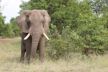 Obraz premium Afrikanischer Elefant / African elephant / Loxodonta africana