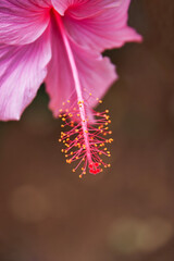 macro shoeblack plant pollination pistil, Hibiscus rosa-sinensis, Chinese hibiscus, China rose, rose mallow, tropical hibiscus, a flowering plant in the Hibisceae tribe of the family Malvaceae,