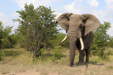 Fototapeta premium Afrikanischer Elefant / African elephant / Loxodonta africana