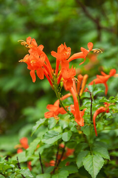 the Cape honeysuckle scrambling shrub, a species of flowering plant in the family Bignoniaceae, excellent native plant to use in a wildlife garden to southern Africa, Tecomaria capensis,