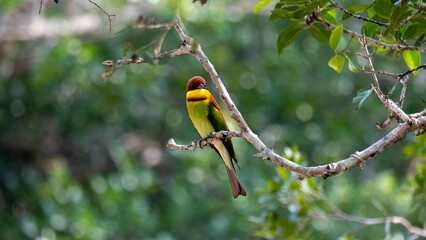 Front view of chestnut-headed bee-eater bird with colourful feathers on a tree branch in Wilpattu National Park Sri Lanka