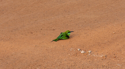 A blue-cheeked bee-eater bird cleaning itself on dry dusty track in Wilpattu National Park Sri Lanka