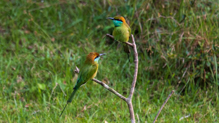 Two Asian green bee-eater birds with bright colourful feathers on a tree branch in Wilpattu National Park Sri Lanka